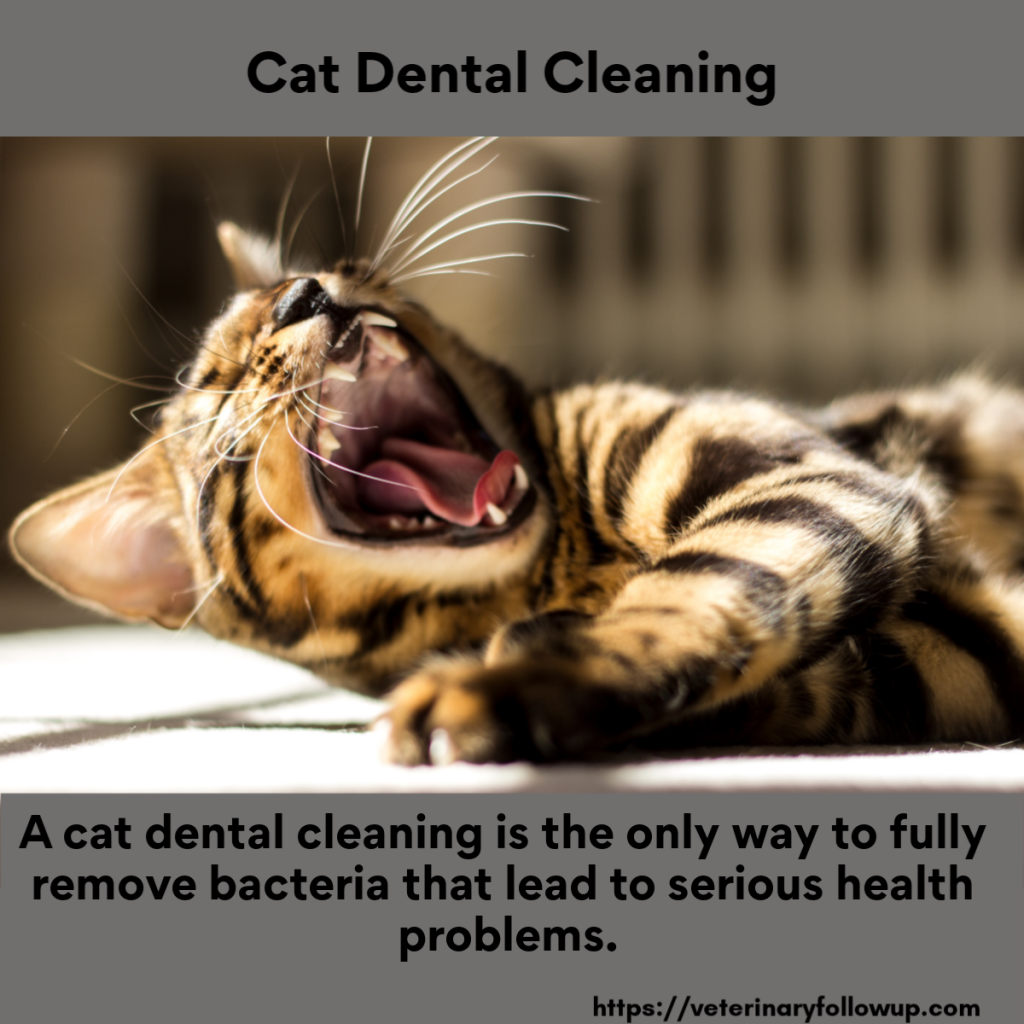 Cat Dental Cleaning