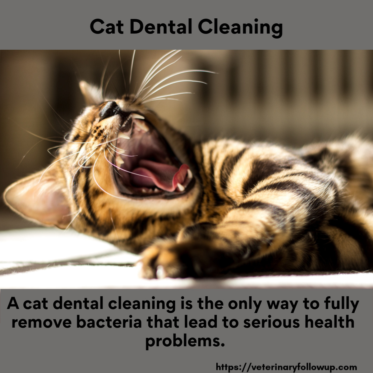 Cat Dental Cleaning Important for Overall Health Veterinary Follow Up