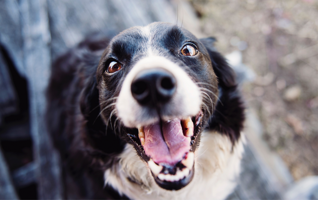 dog-dental-cleaning-vital-to-overall-health-veterinary-follow-up