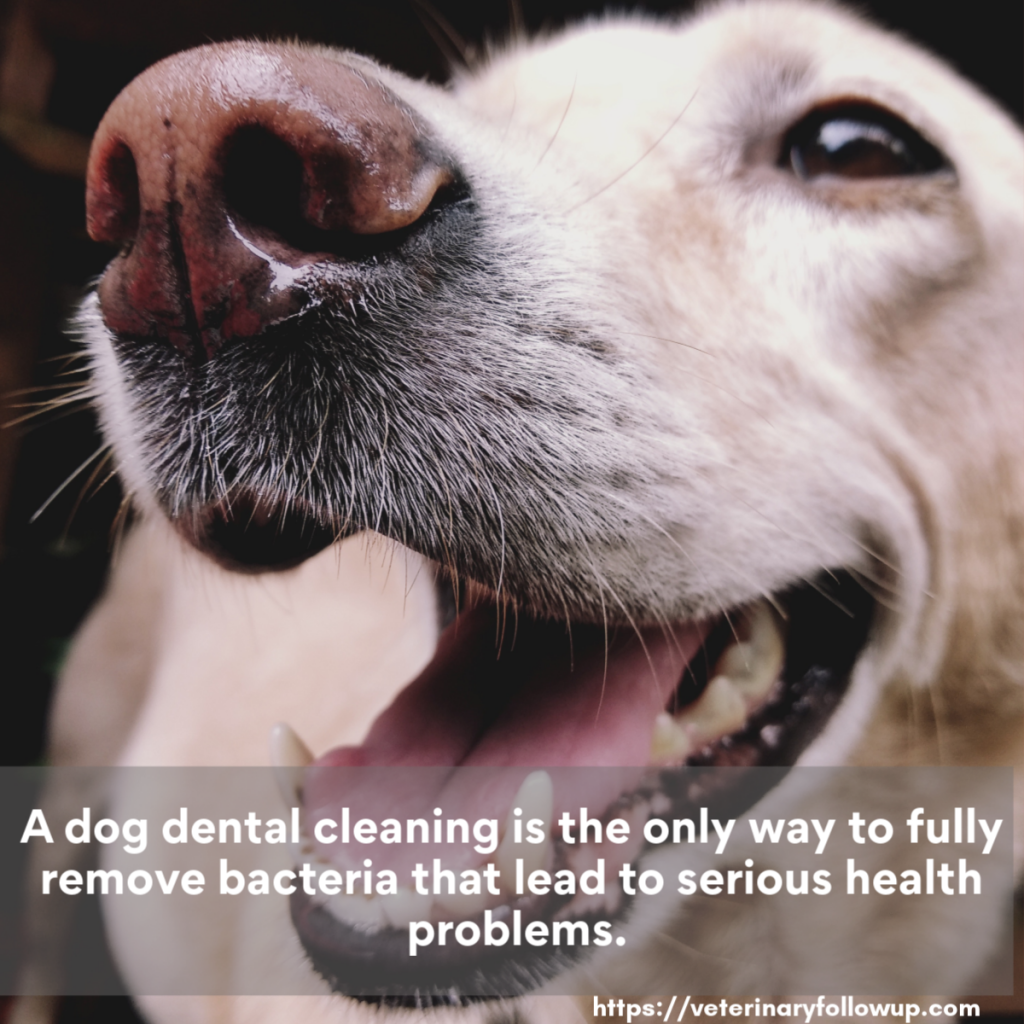 Dog Dental Cleaning