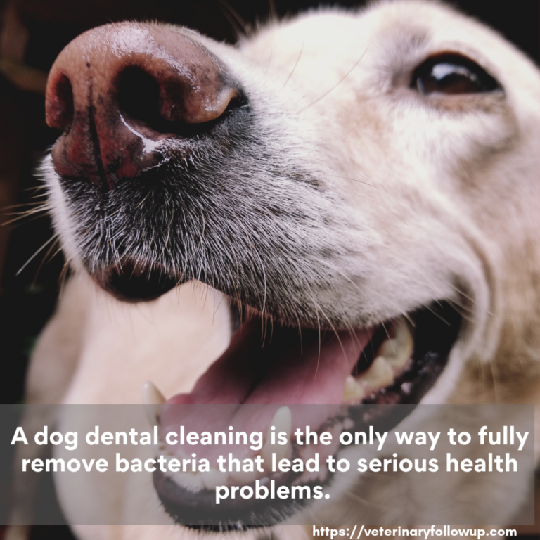 Dog Dental Cleaning Vital To Overall Health Veterinary Follow Up