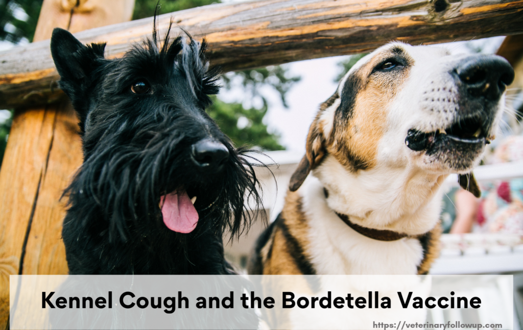 bordetella kennel cough vaccine