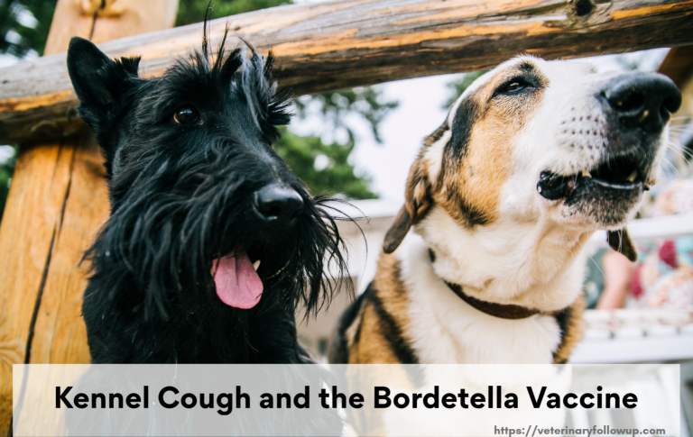 Kennel Cough and the Bordetella Vaccine  Veterinary Follow Up