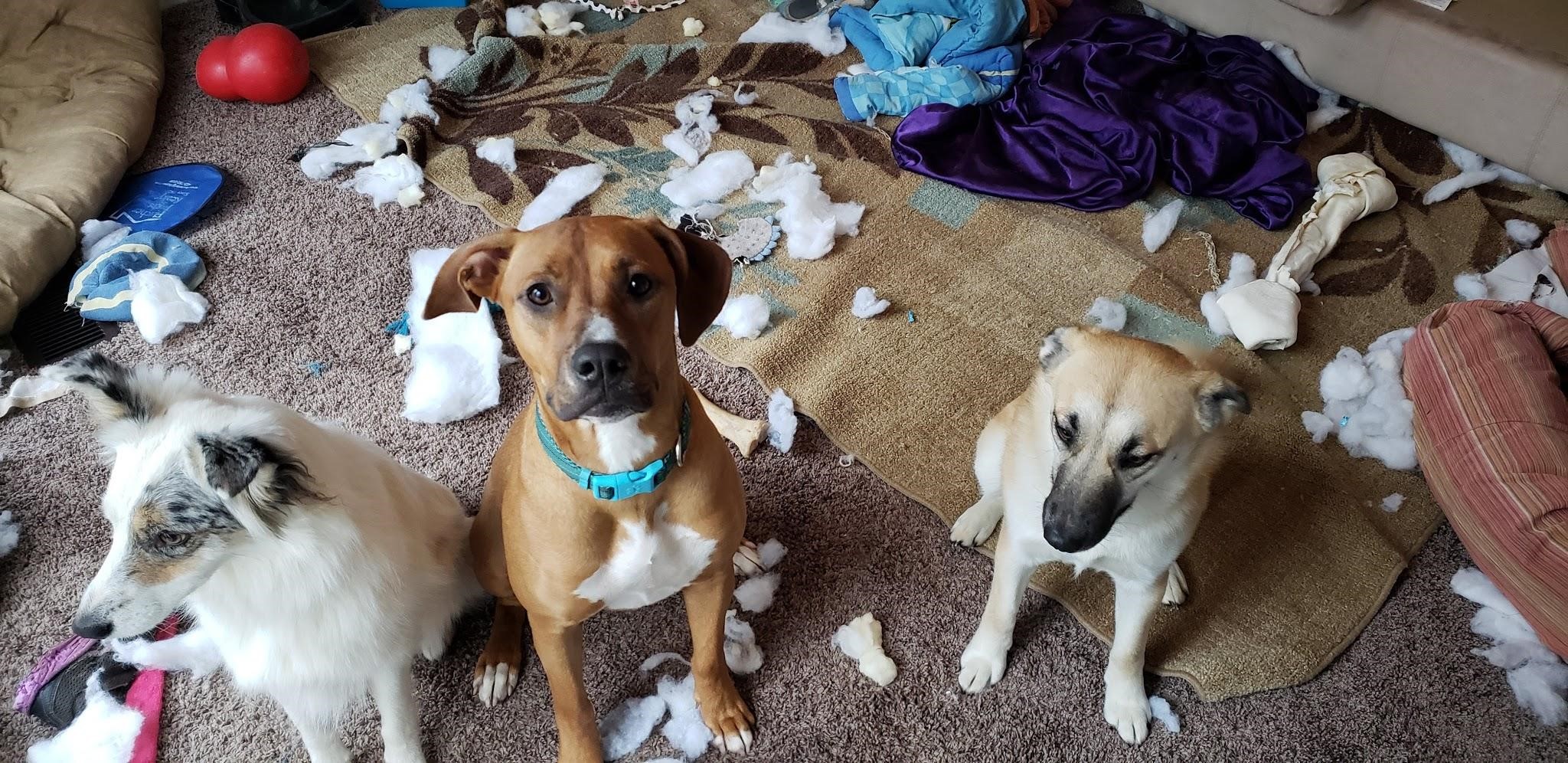 Dog Enrichment Activities Stimulating Their Mind Veterinary Follow Up