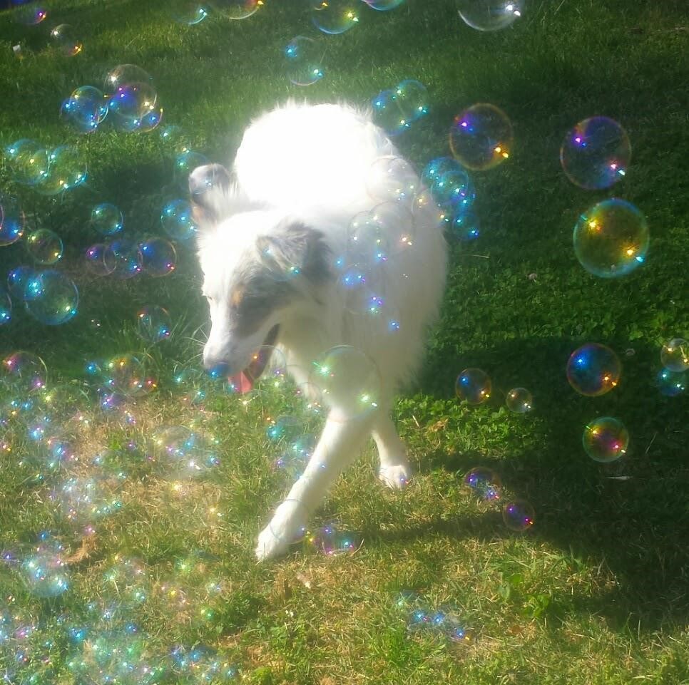 Dog Enrichment Playing with Bubbles.