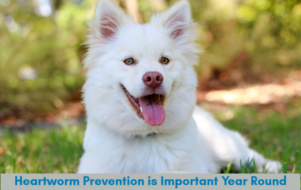 Heartworm Prevention is Important Year Round