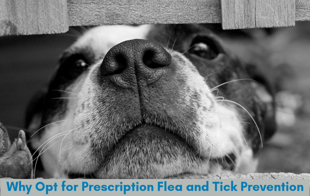 Prescription Flea and Tick Prevention is the most robust option for your dog