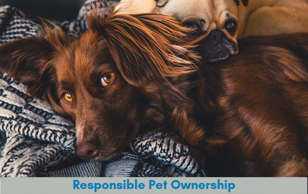 Responsible Pet Ownership