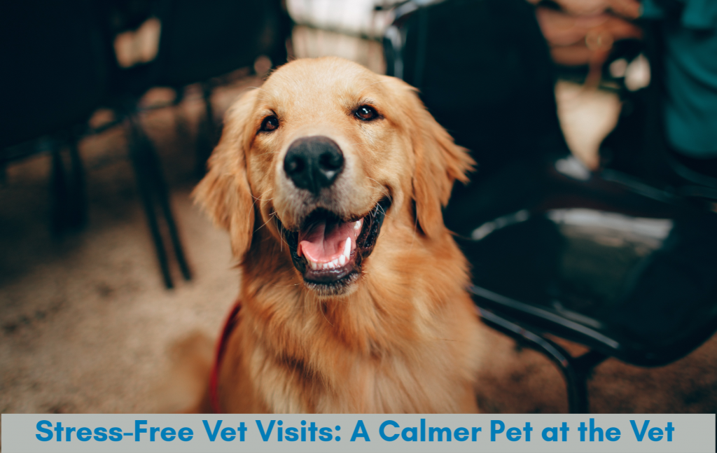 Stress-Free Vet Visits: A Calmer Pet at the Vet 