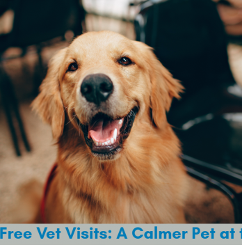 Stress-Free Vet Visits: A Calmer Pet at the Vet