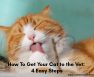 How To Get Your Cat to the Vet: 4 Easy Steps