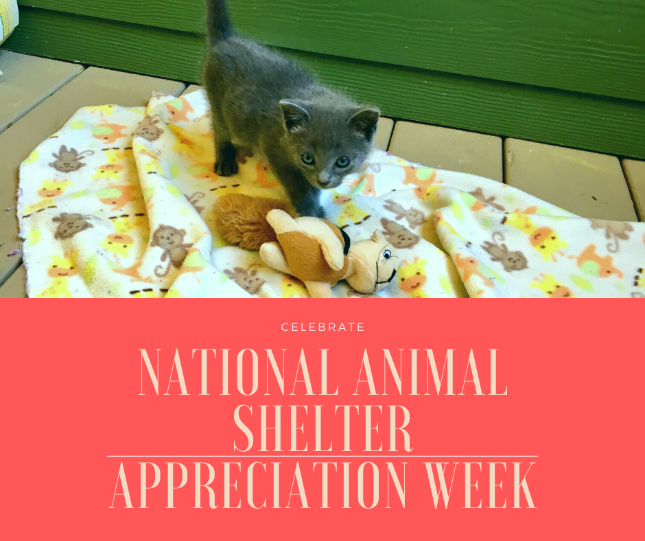 Celebrate national animal shelter appreciation week