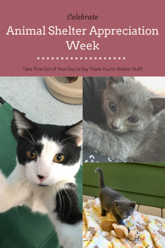 Animal Shelter Appreciation Week with Kittens